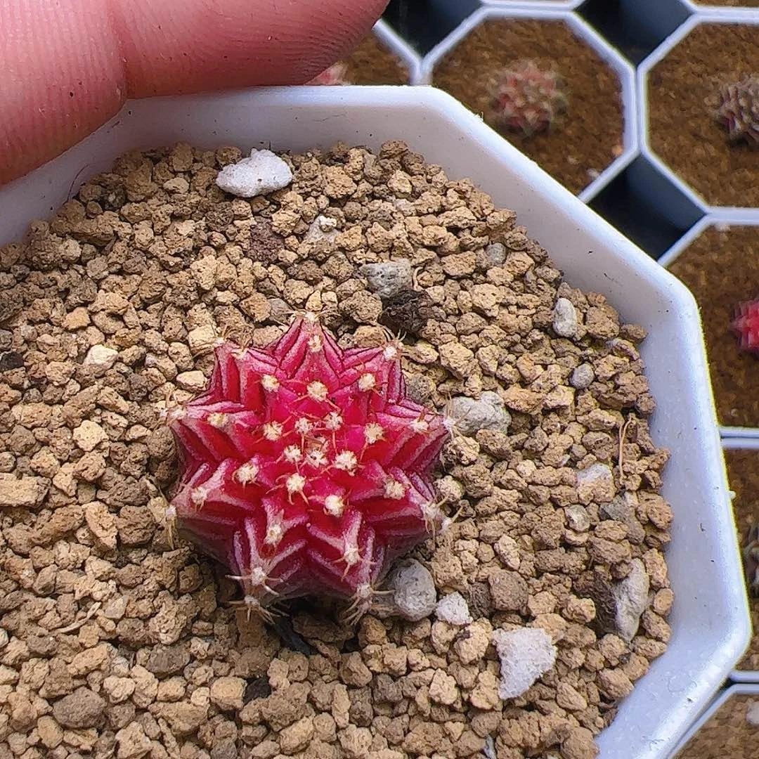 悠***然当前无花栽培后可以开花141