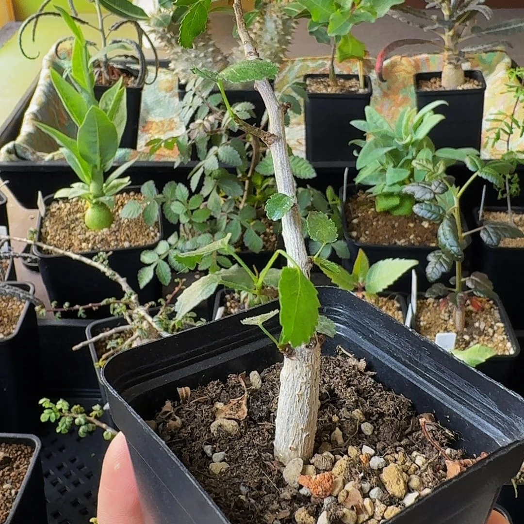 奶香味➕薄荷味 实生纳马夸兰顺丰空运包邮