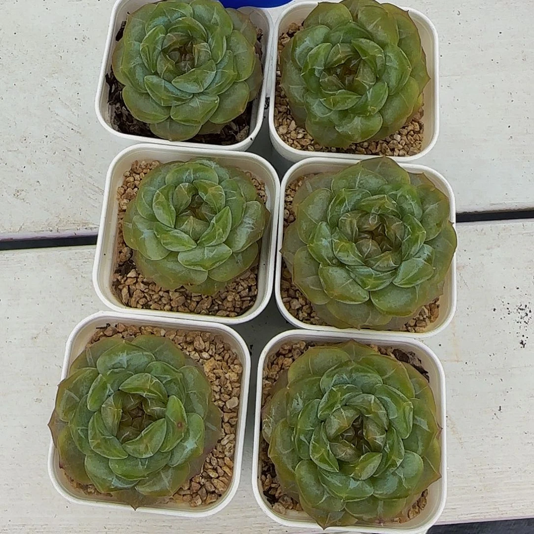 31-精品溏心白恋单头一个