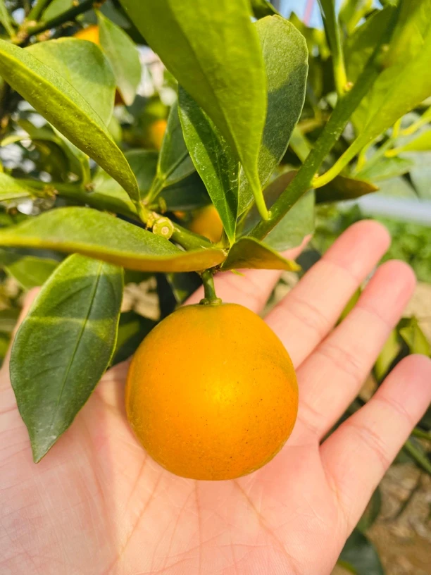 融安脆蜜金桔四斤试吃装，产地直发顺丰包邮