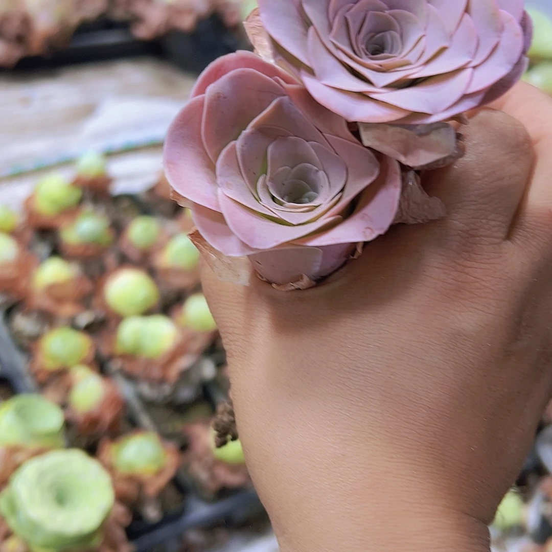 状态粉罗拉公主4个19包邮