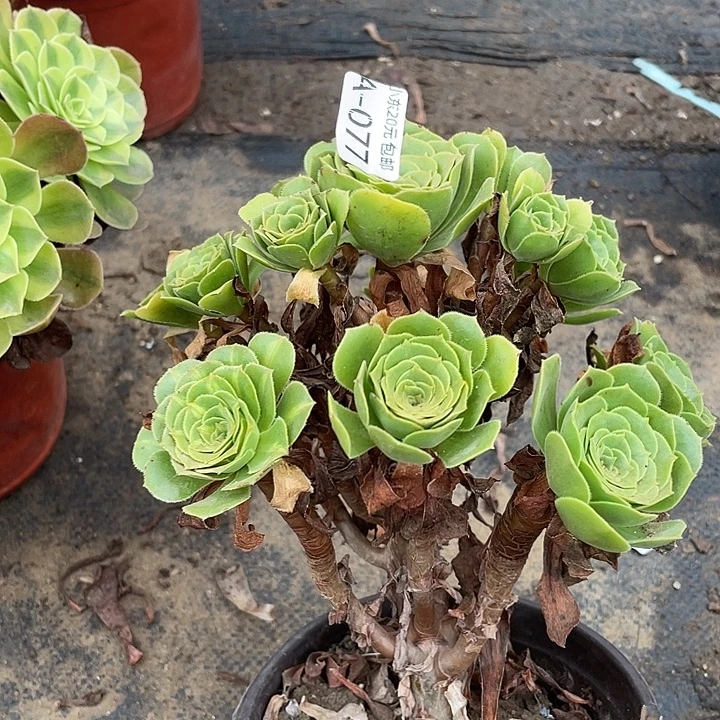 77路羊绒多肉植物法师
