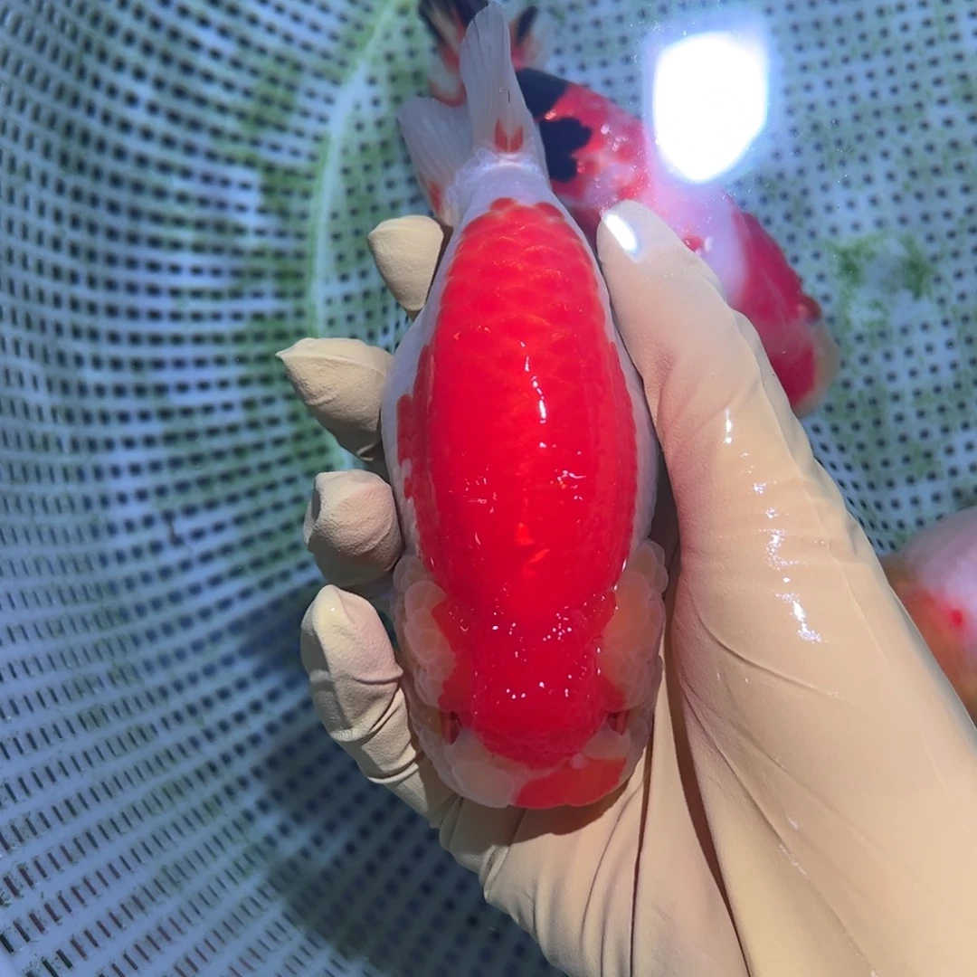 金鱼买够三条顺丰包邮陆运