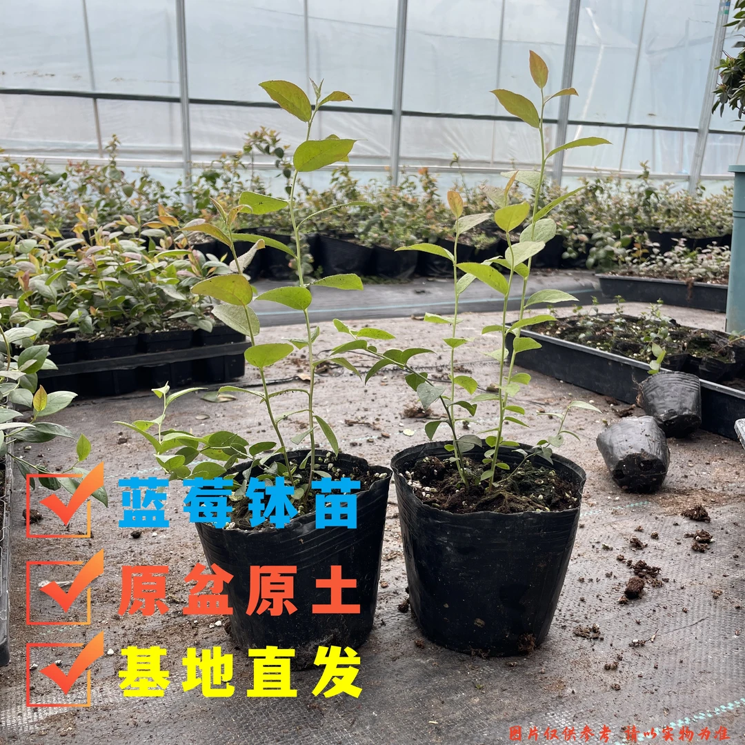 原盆原土蓝玫小钵苗L11 L29 H5 花香 法新阳台小院种植