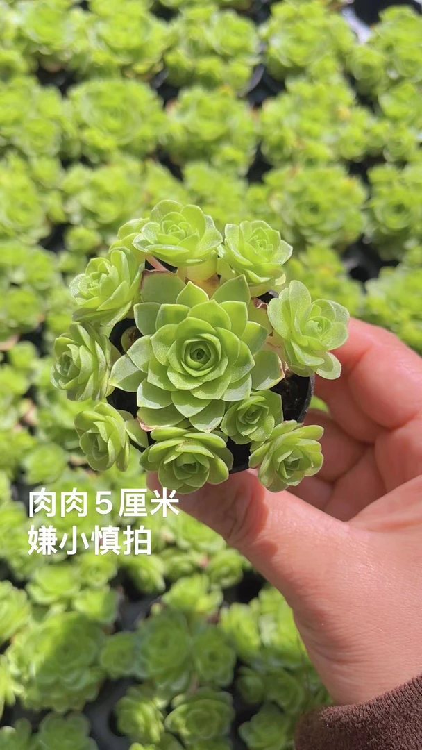 翡翠玫瑰  多肉植物