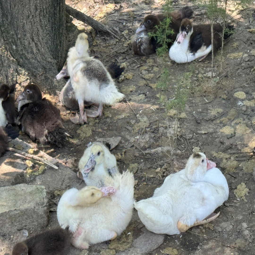 番鸭宠物鸭物品红头鸭