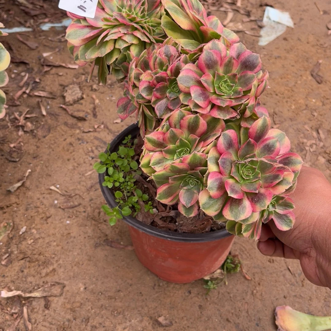 11-7-7雨荷缀化法师锦