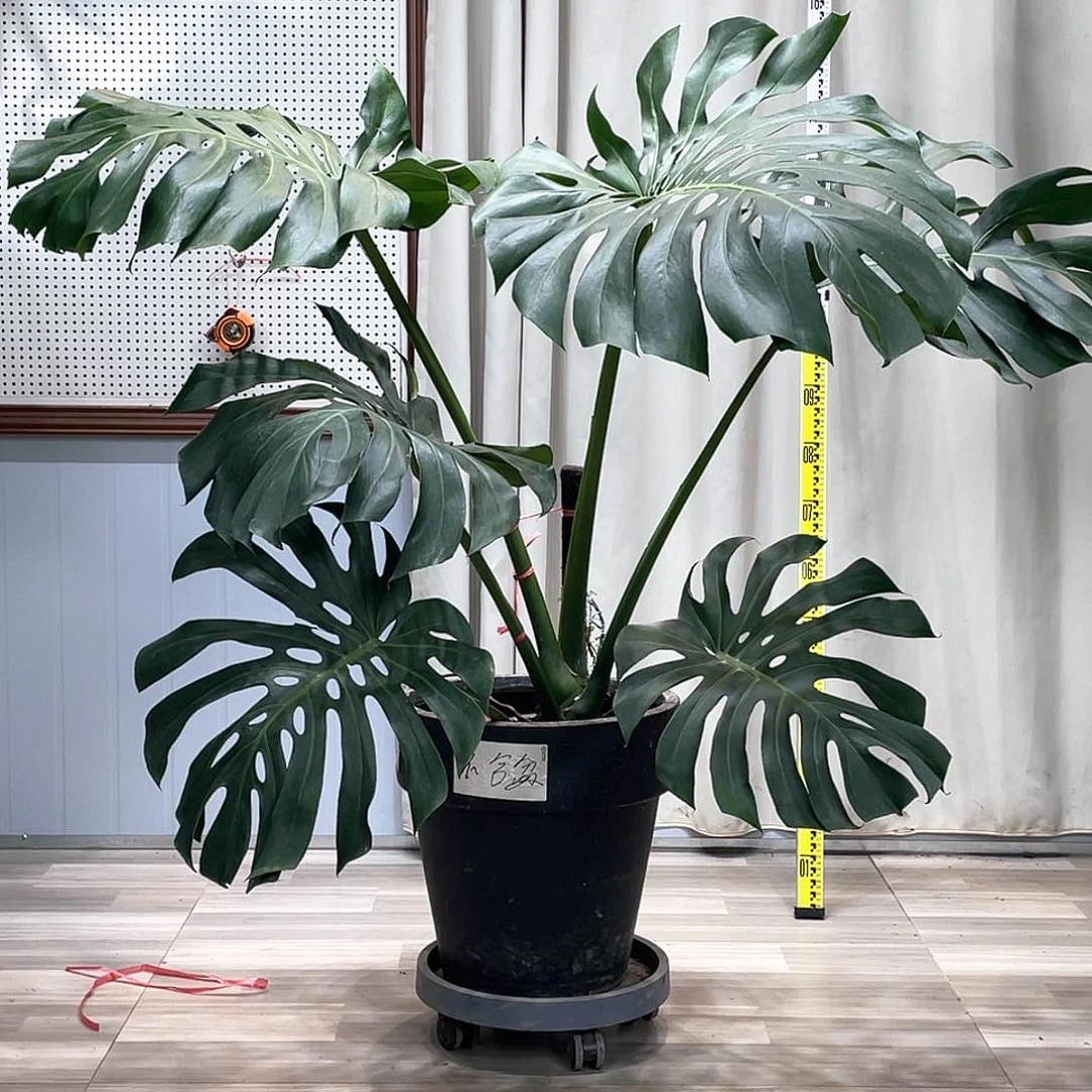 龟背竹等多种名贵的建筑风格和