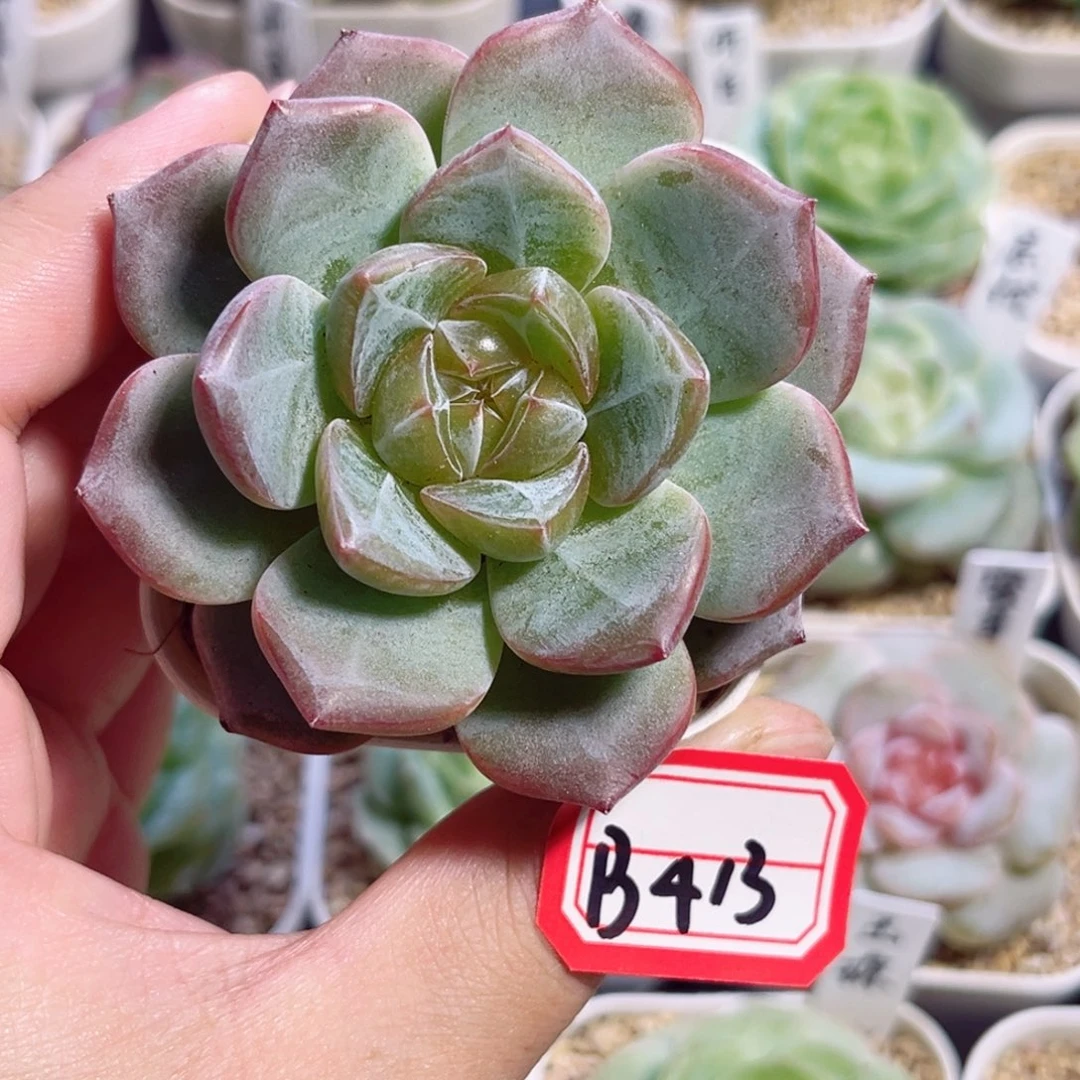 ****灬B413 一物一拍 云钦