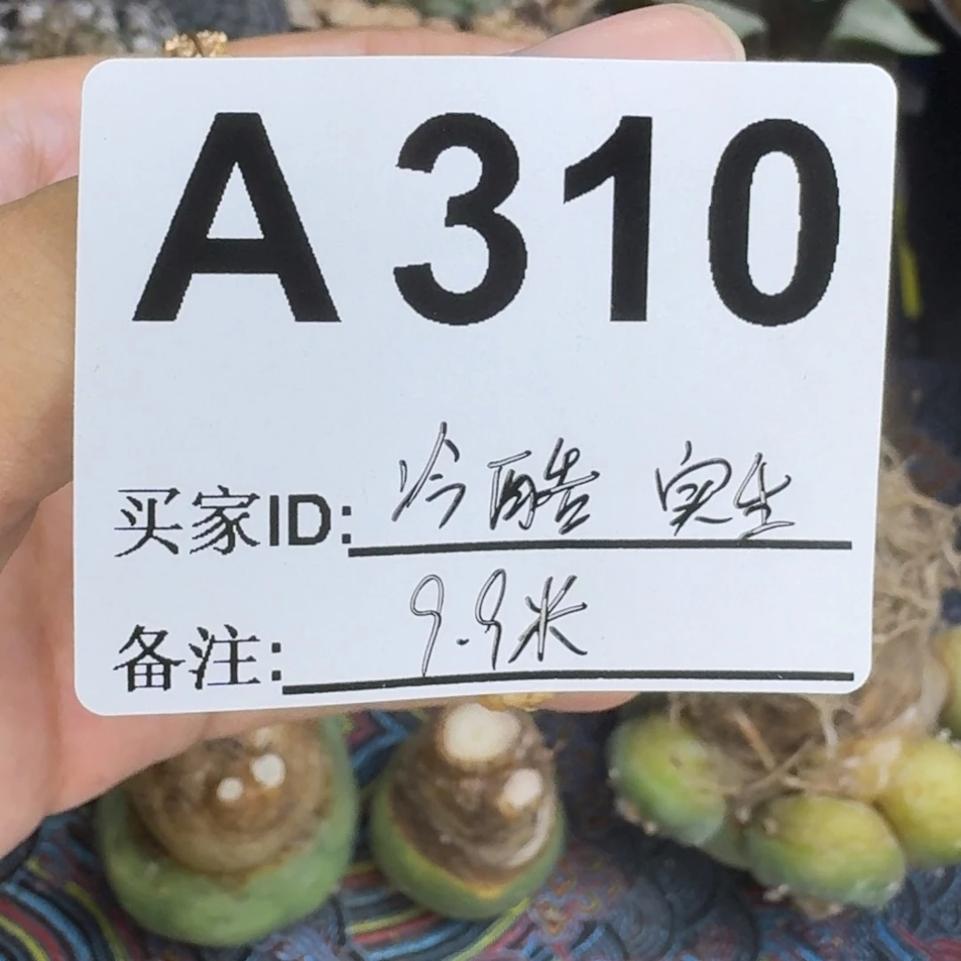 冷***情福利实生仙人球仙人球