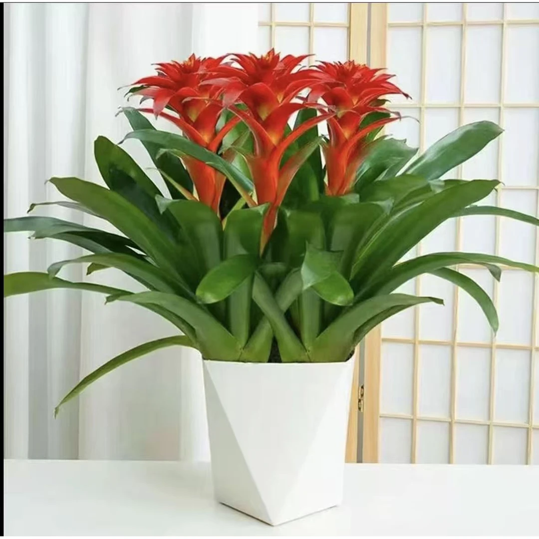 三颗室内客厅好养鸿运当头凤梨绿植四季开花鲜活盆栽