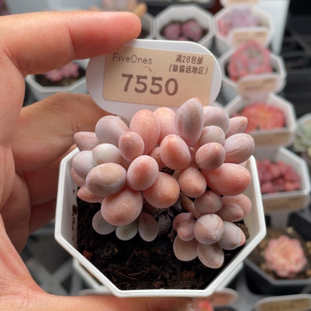 粉色恋人7550-6厘米
