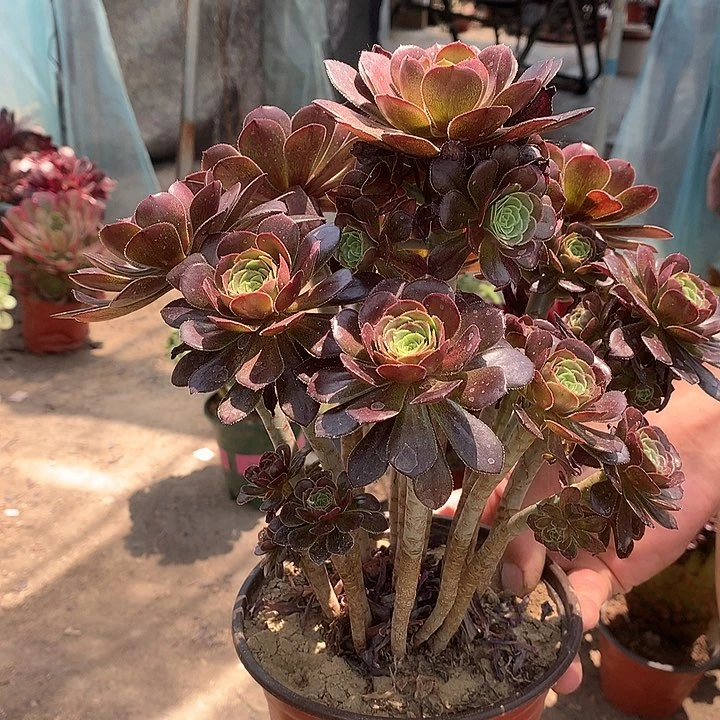 135灰法师多肉植物