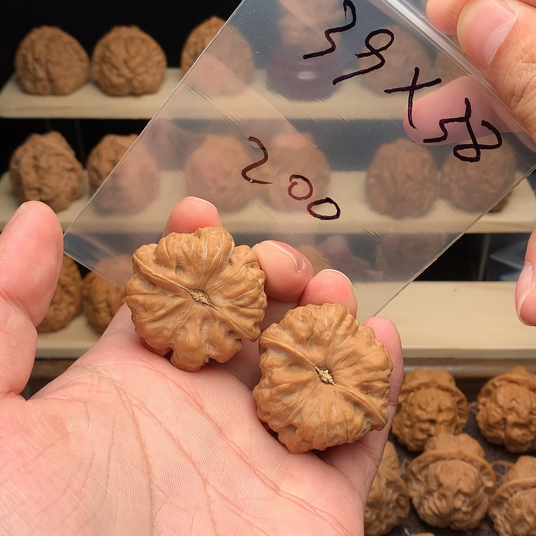 ***趙核桃蛤蟆头39尺38肚