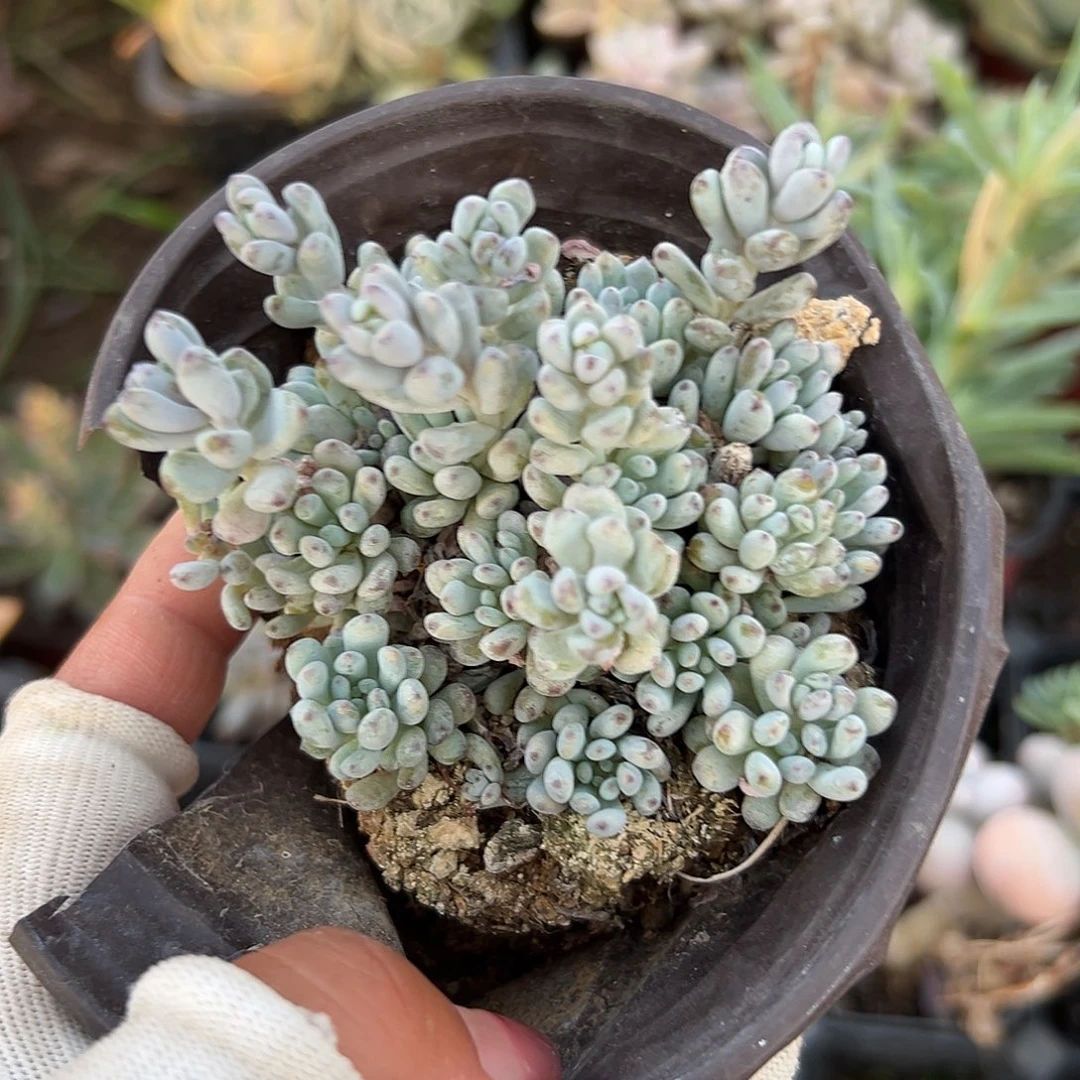 多肉植物多肉植物