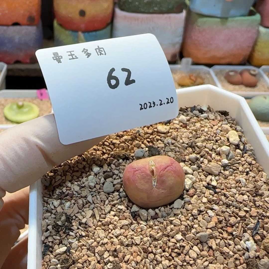 ?****欧多肉多肉多肉2.20-062。。