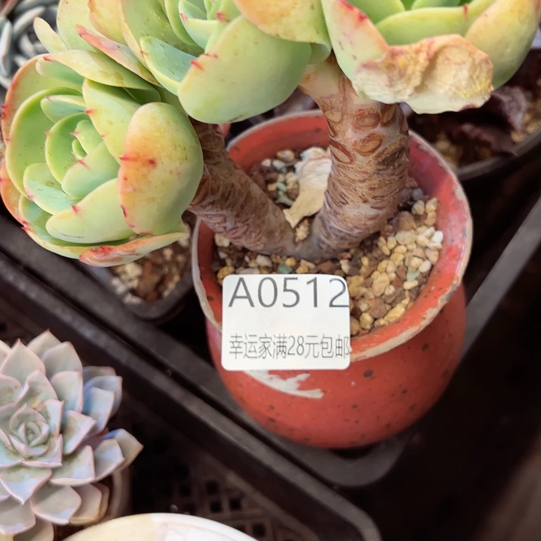 幸运的是我的朋友