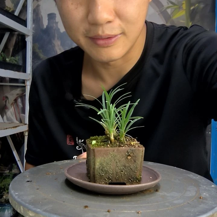 杨*玥中青园艺一物一拍263