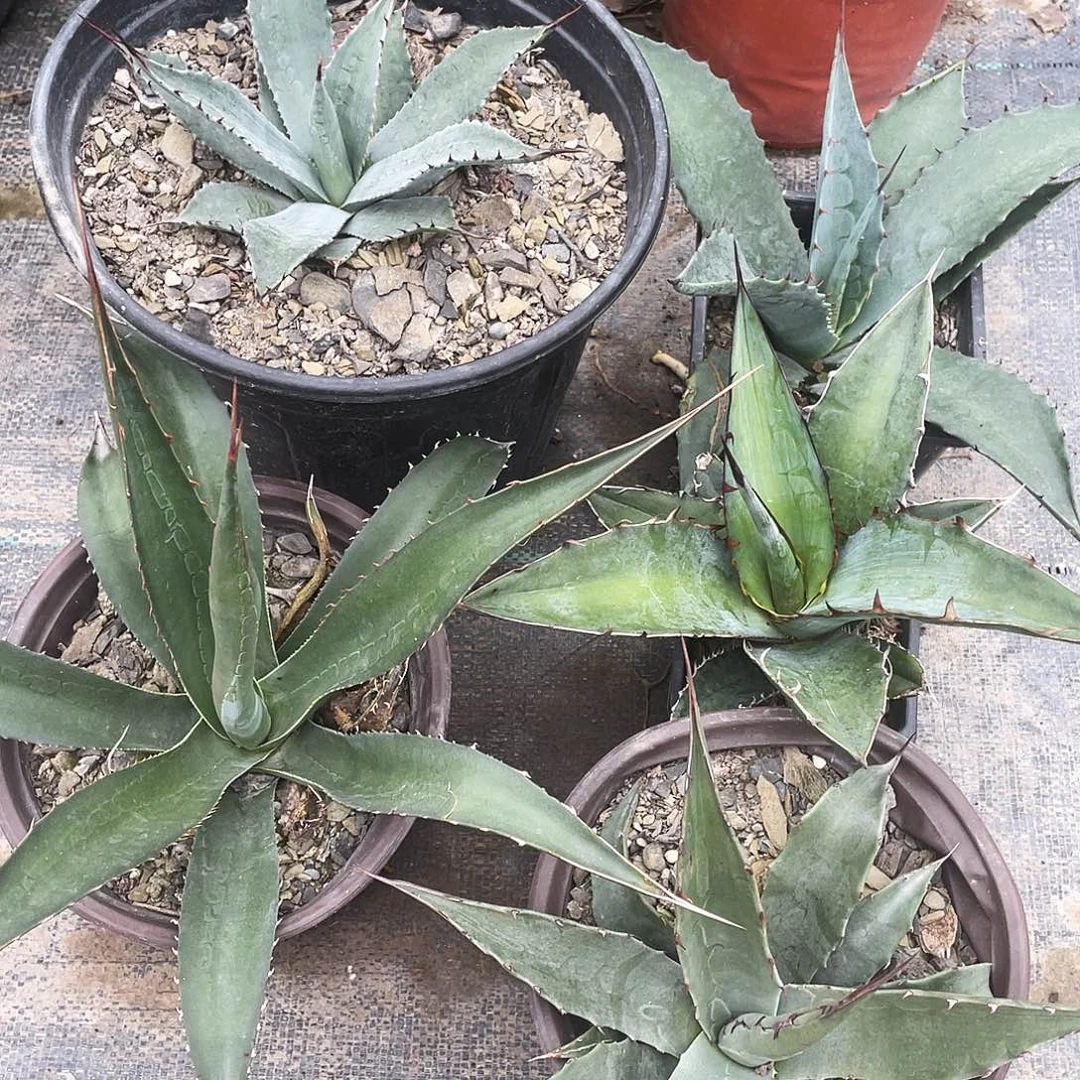 无花朵福利套餐5个品种