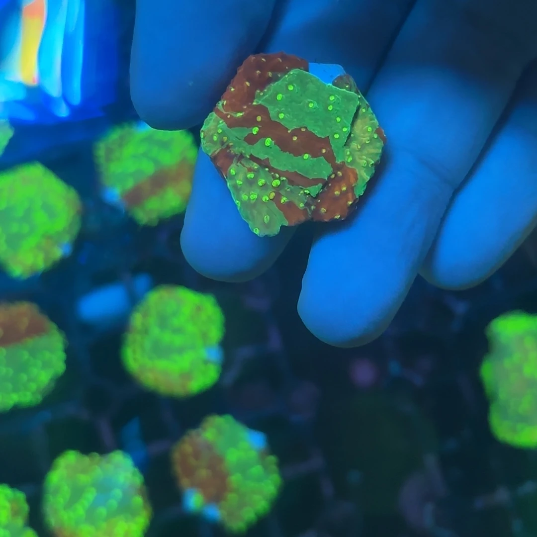 好***过海缸造景海葵草皮海缸造景