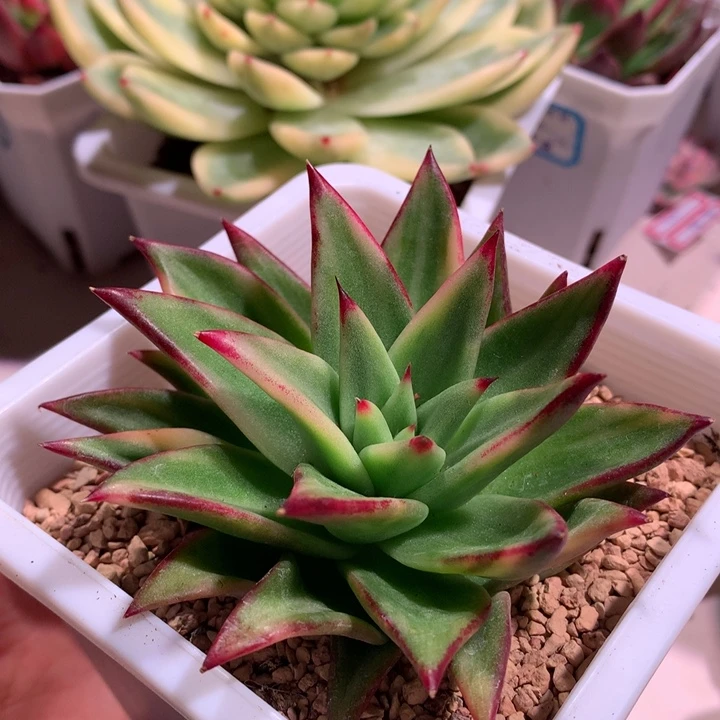 口红锦锦锦锦锦锦锦