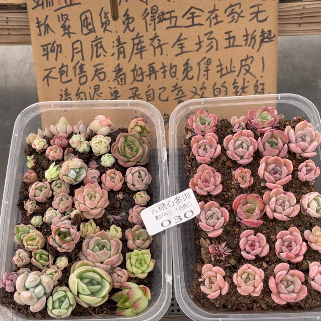 云糖心多肉植物30