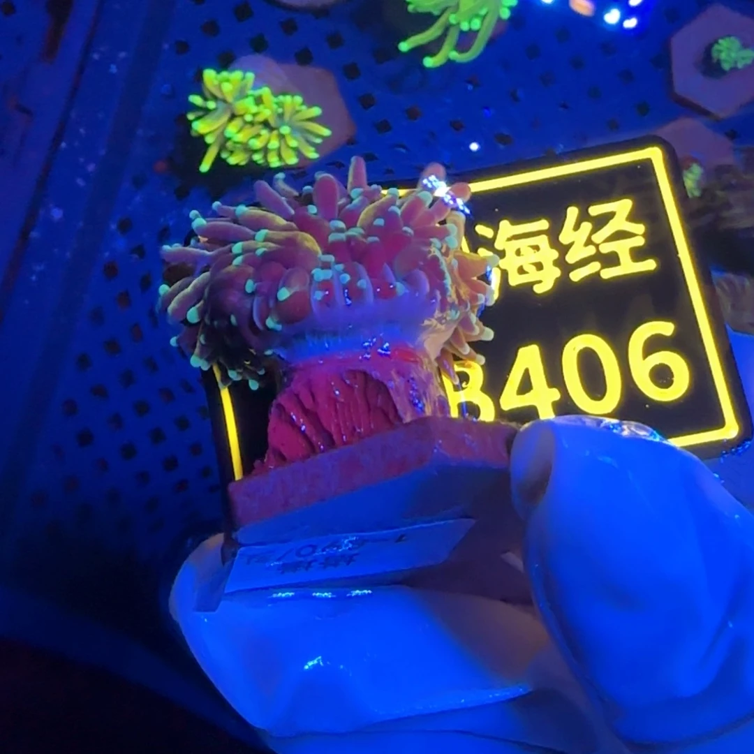 纽扣珊瑚S***n又又不包邮退肉发色差塔塔B406