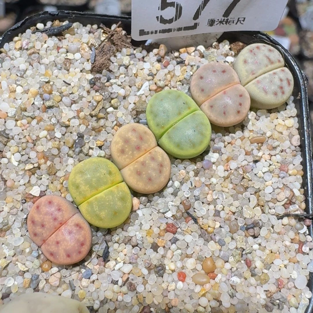 zzzz精品生石花577