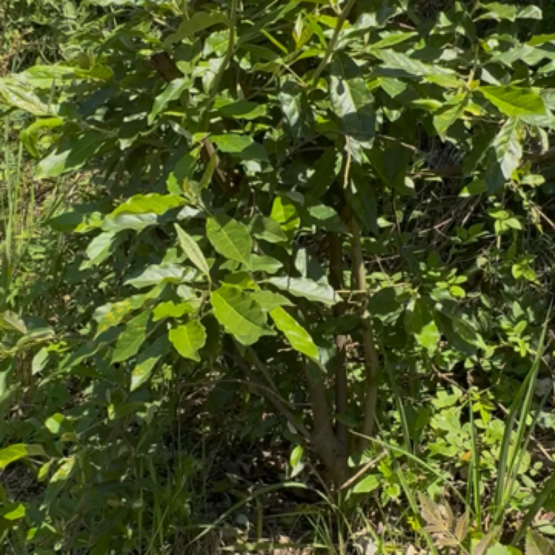 杂木生桩 不退不换（直播间下单）