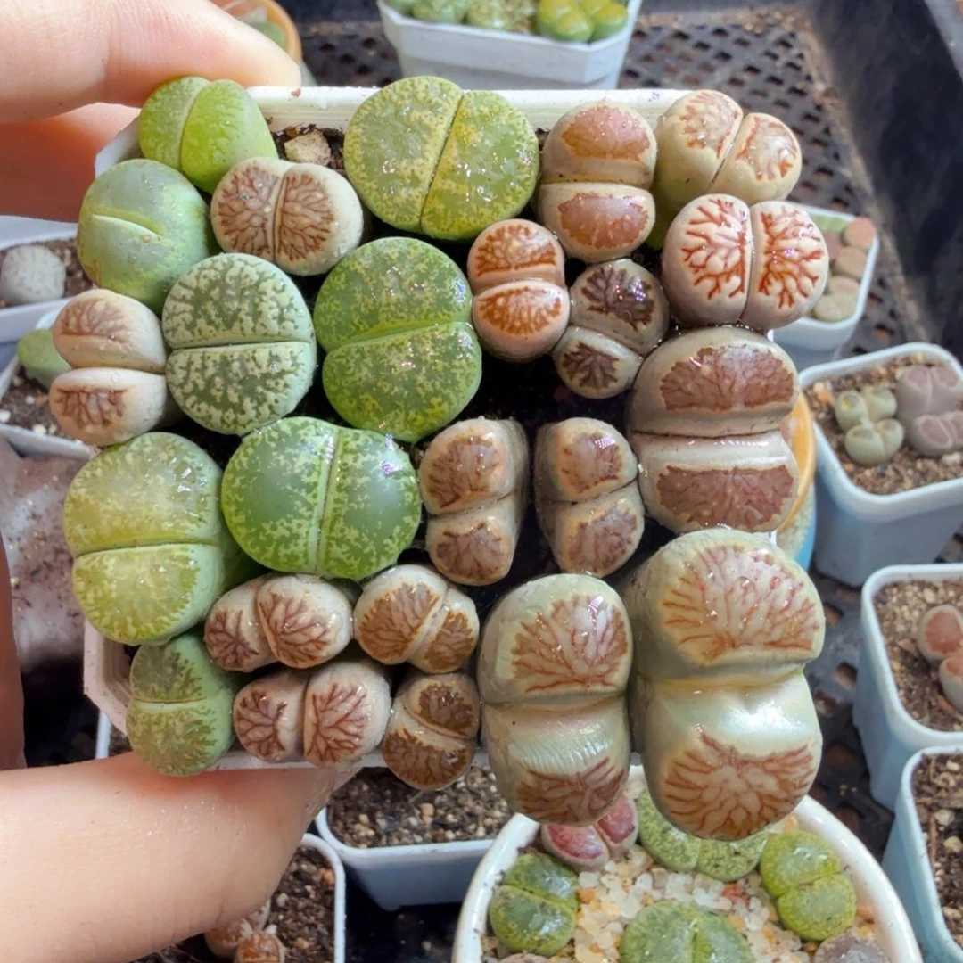 多肉植物的生长发育和生长757