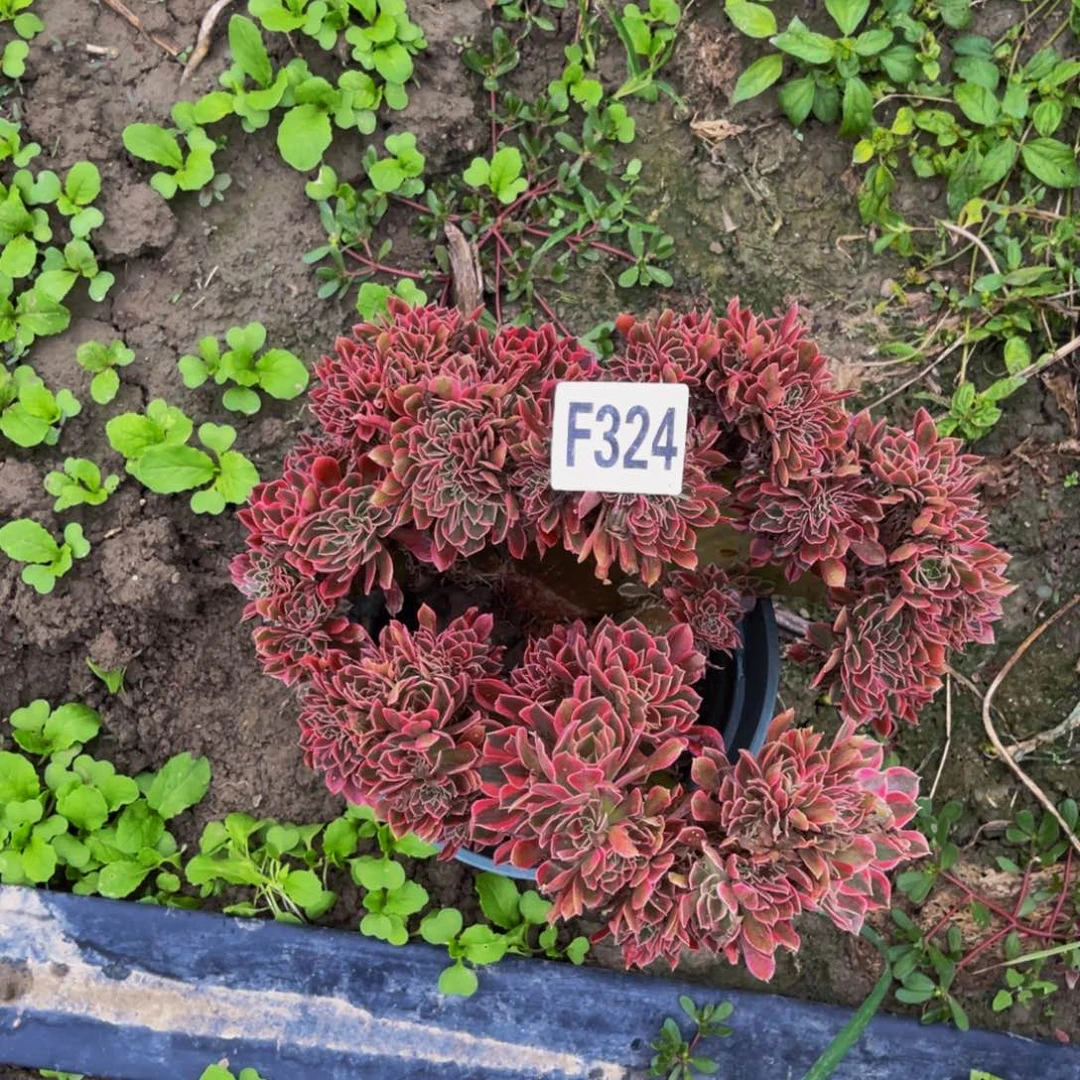 女神法师缀化6-68