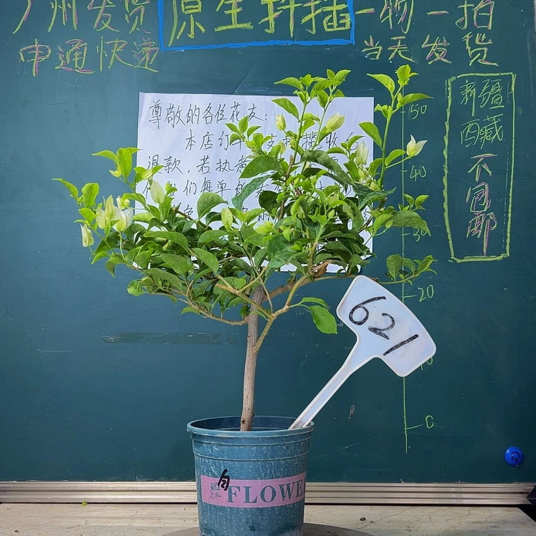 当前无花栽培后可以开花 白雪公主 621