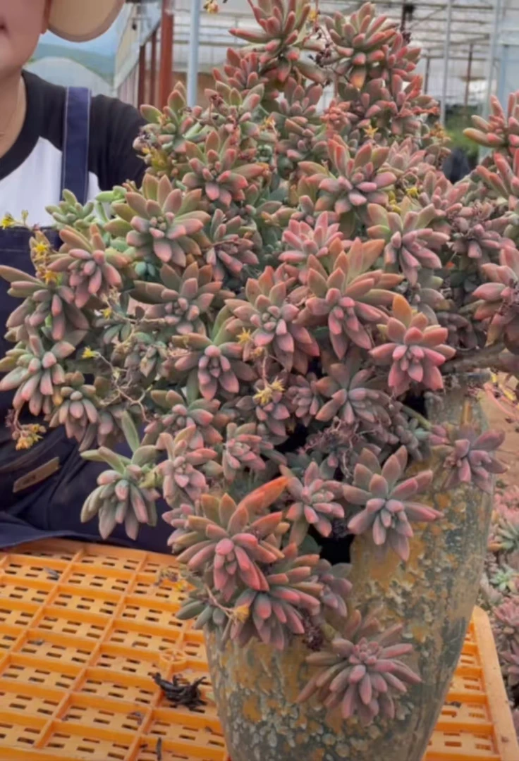 秋丽 新手好养云南昆明发货精品多肉绿植园艺种植多肉办公室