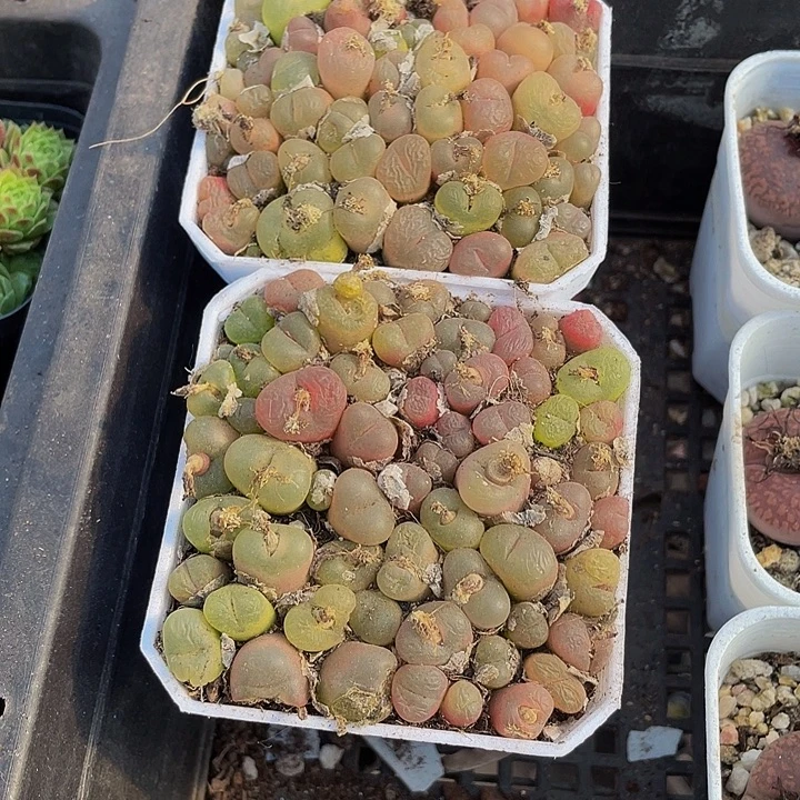 7方满盆毛汗泥带盆土发