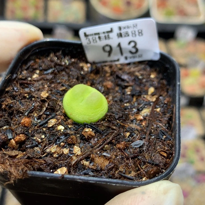 梦*sSss精品一物一拍913