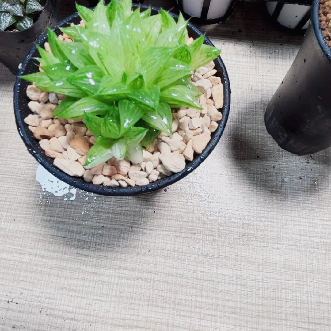 白砂糖锦多肉植物6666