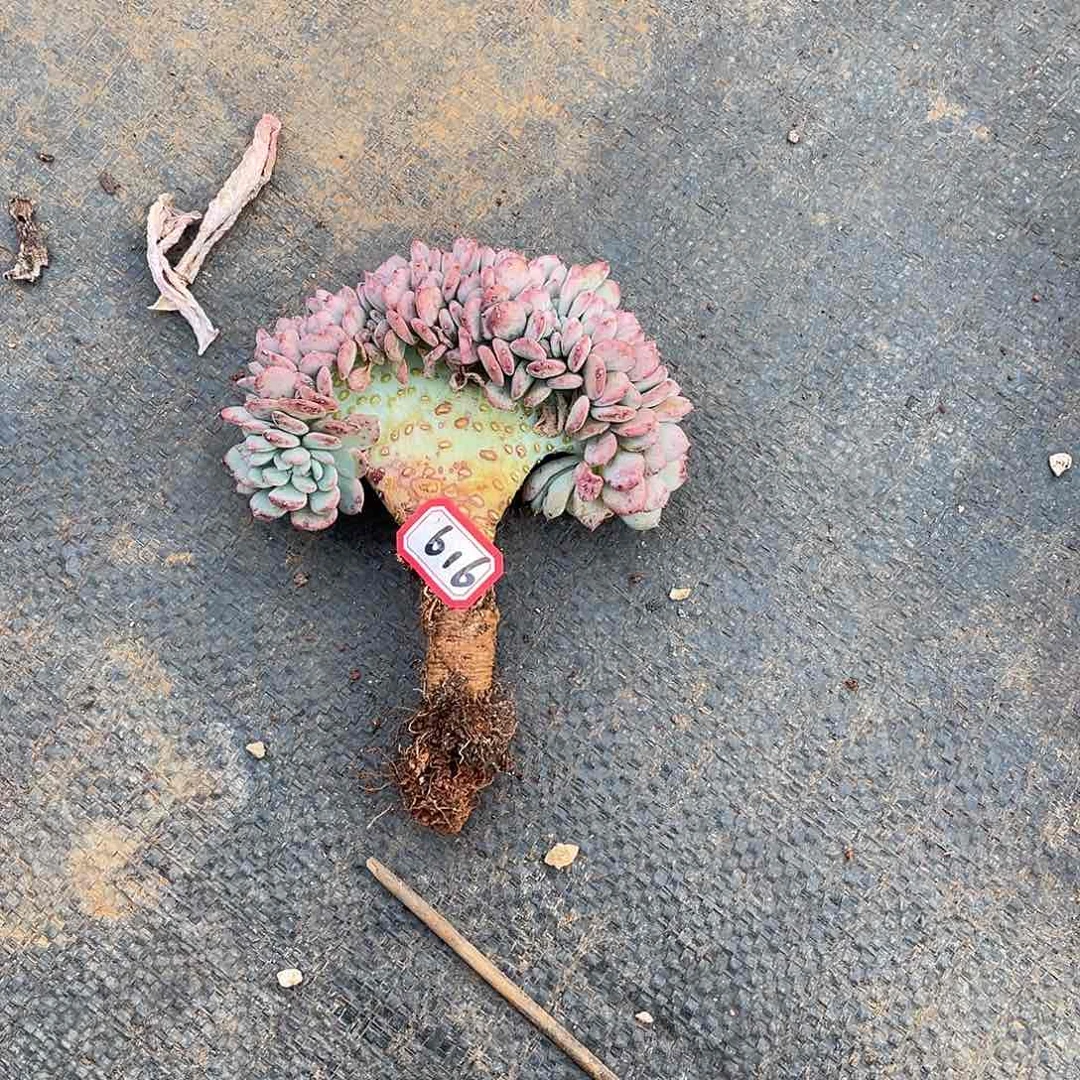 616玛瑙缀一物一拍多肉