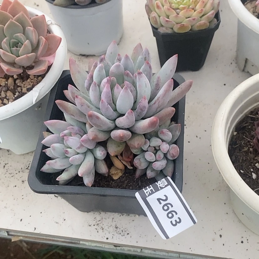 【闪购商品】所罗门2663