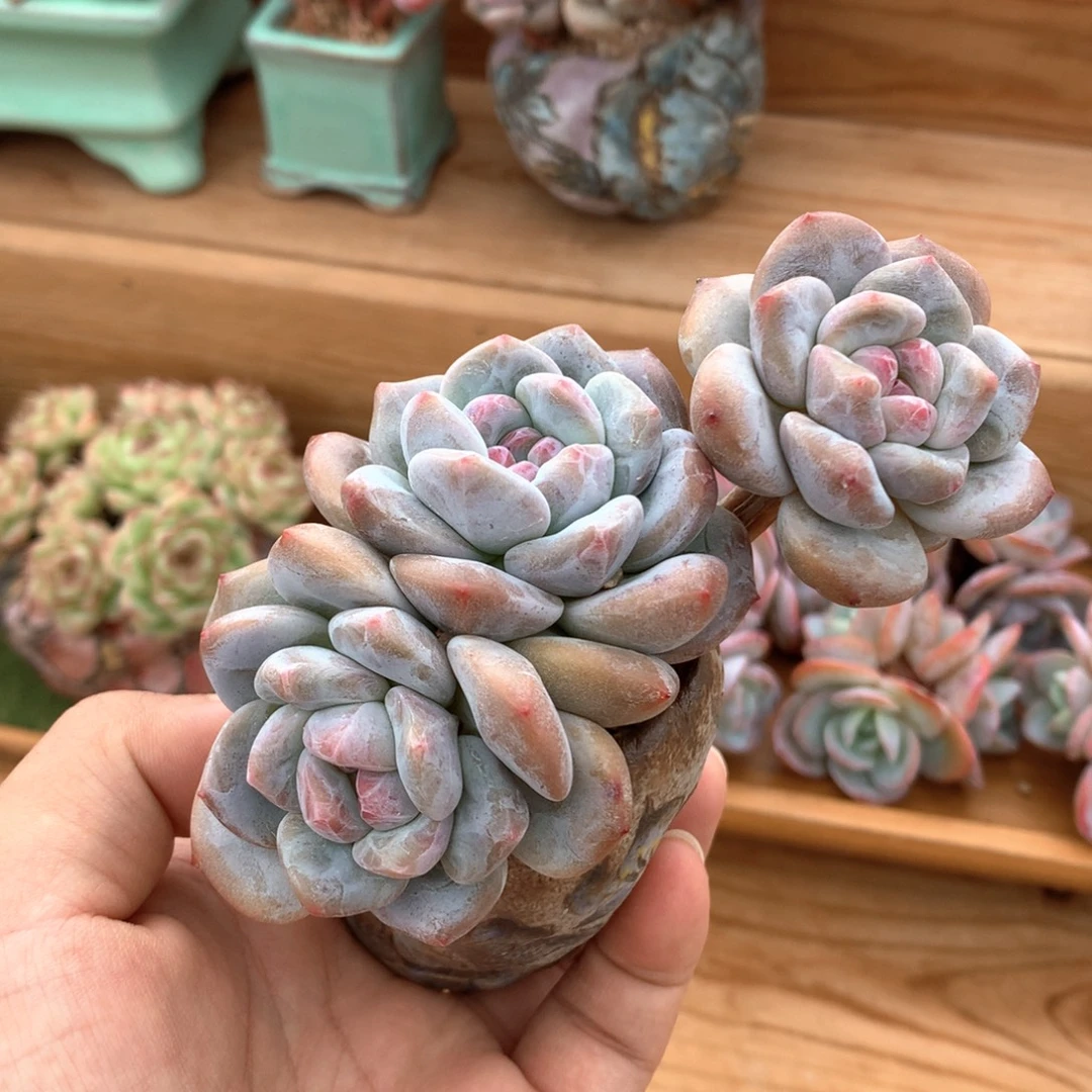 香影整群一物一拍