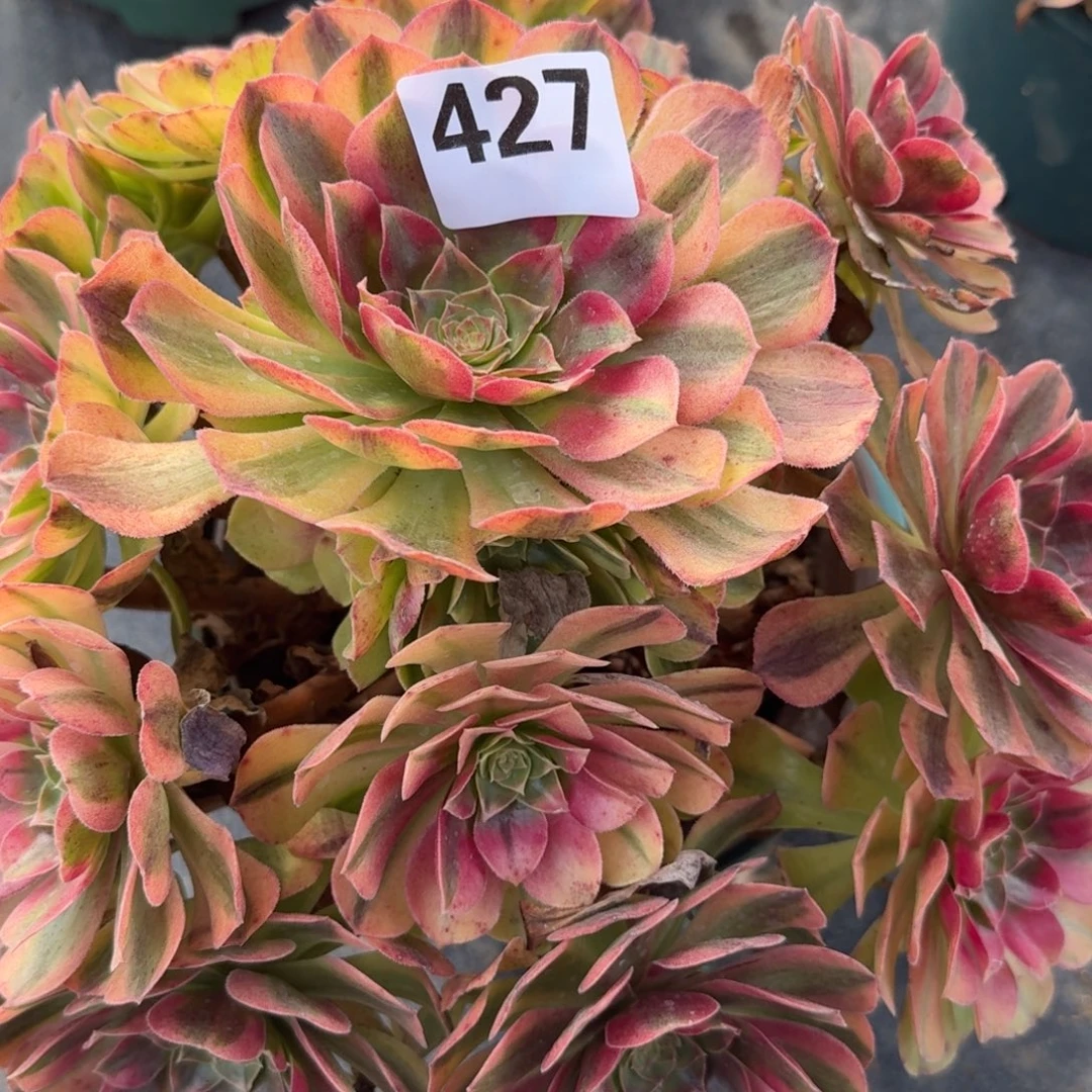 雨河多肉植物老庄427