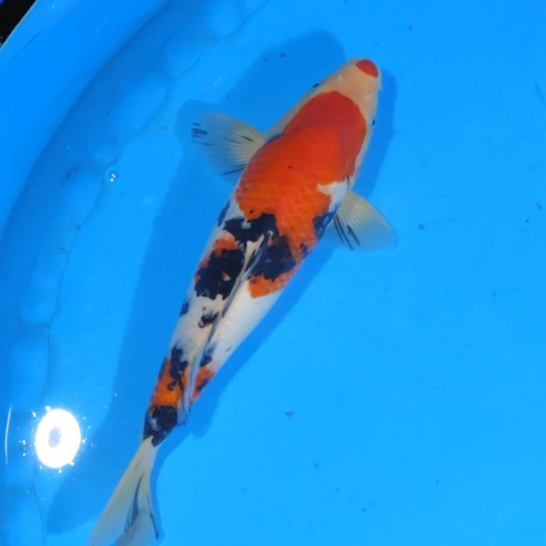 锦鲤35公分手术过不寄养鳃盖伤
