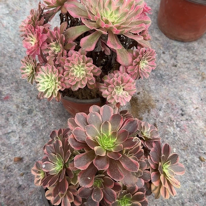 0763红铜超白，水果糖