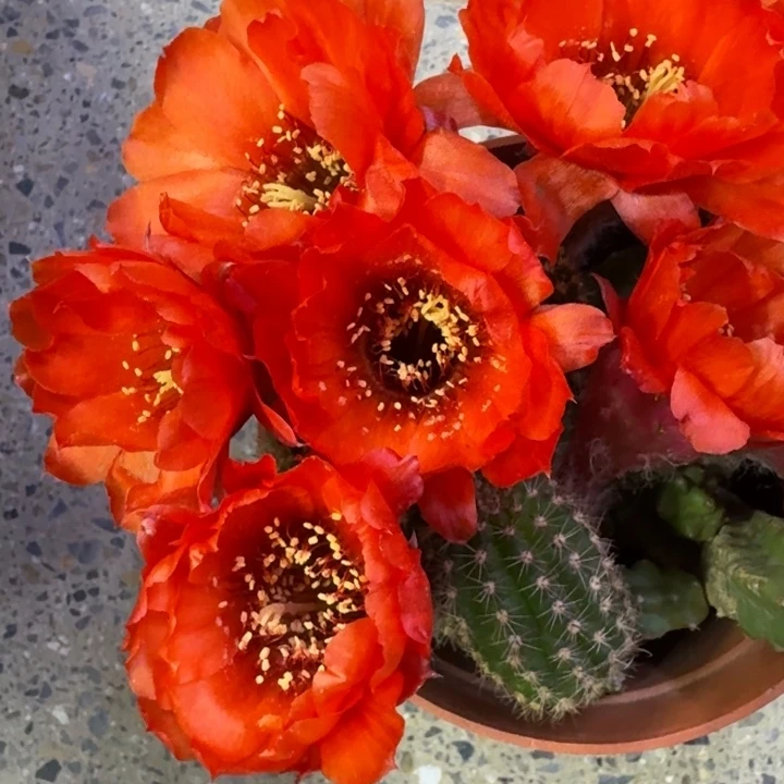 6白檀希尔德2个无根侧牙小，20包邮