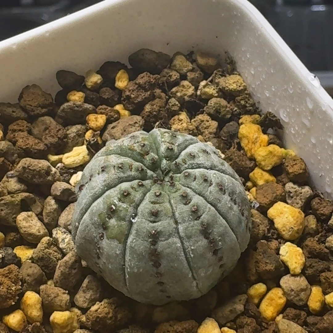 2特白肌神玉侧芽哈哈哈