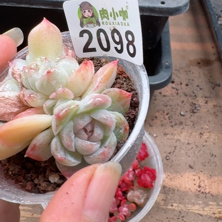 清*乐多肉植物多肉植物