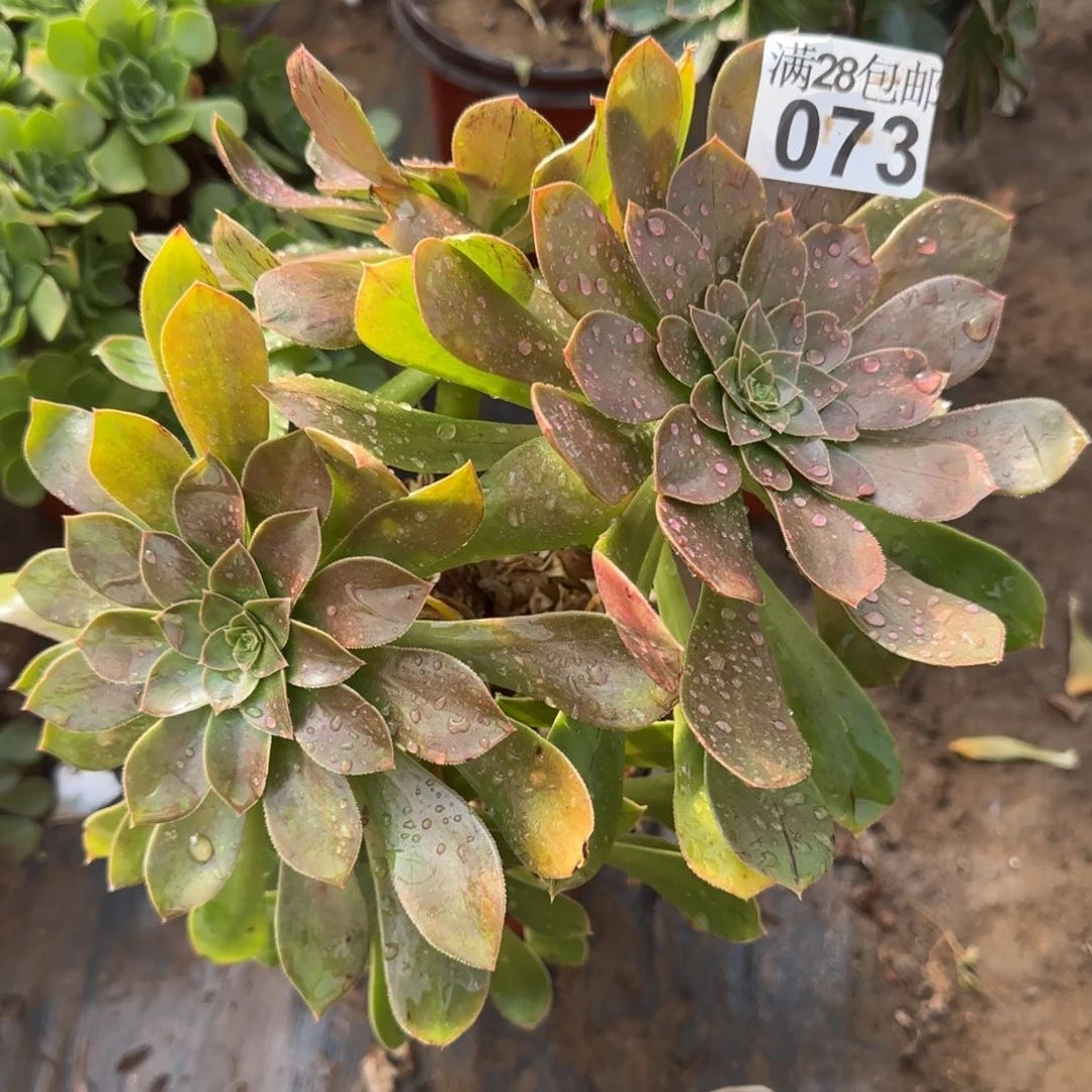 金缕多肉073满28包邮断枝不包