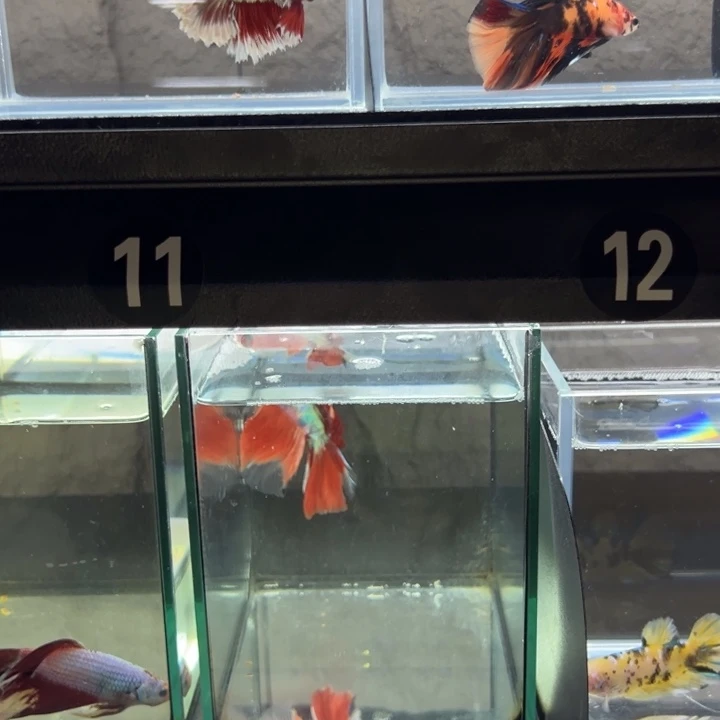 糖果wwww?***’Wwww