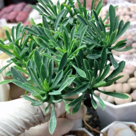 6465，如图峨眉山