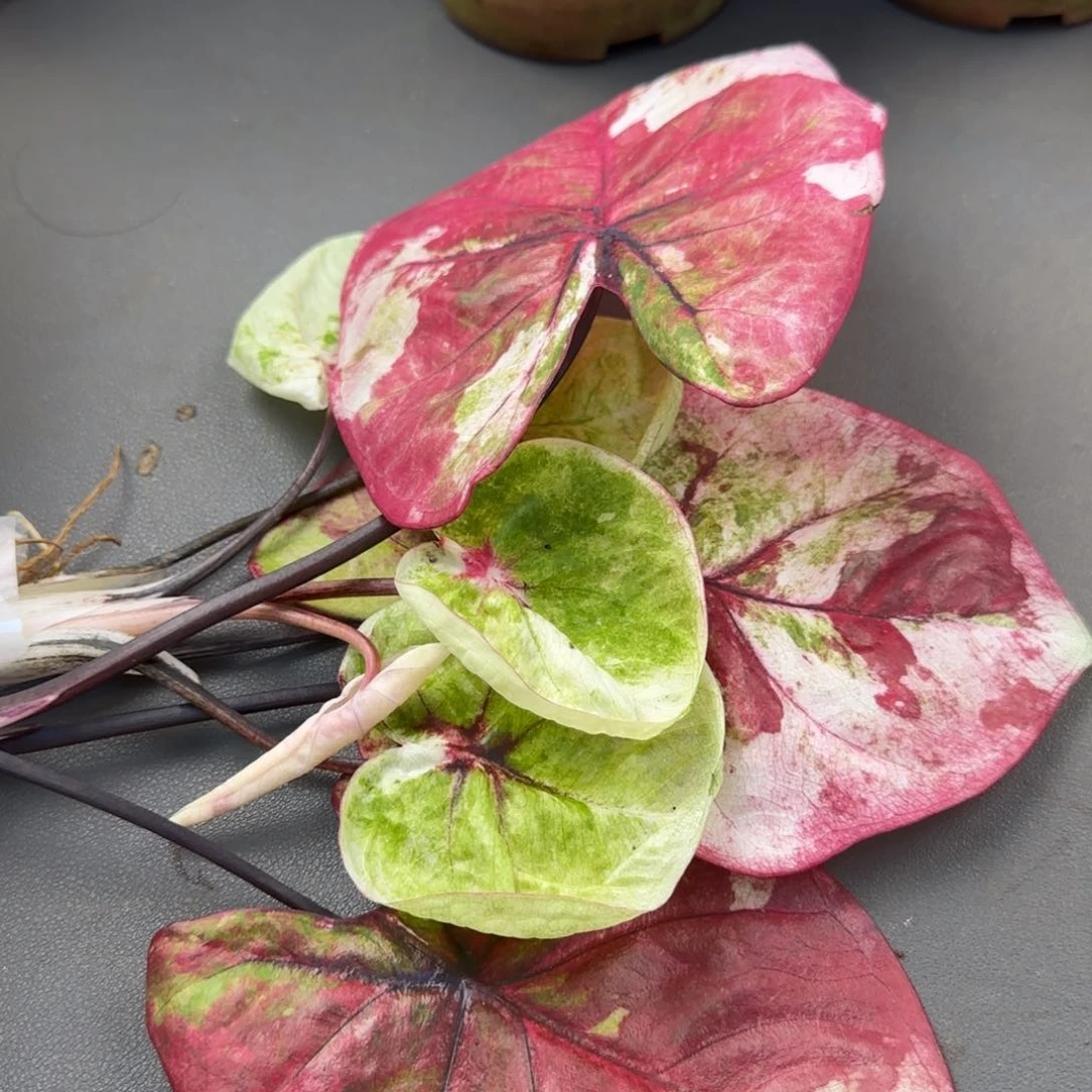 13-1026广东发货哈啦吧啦