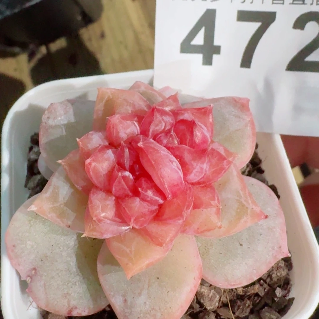 双心         精品多肉